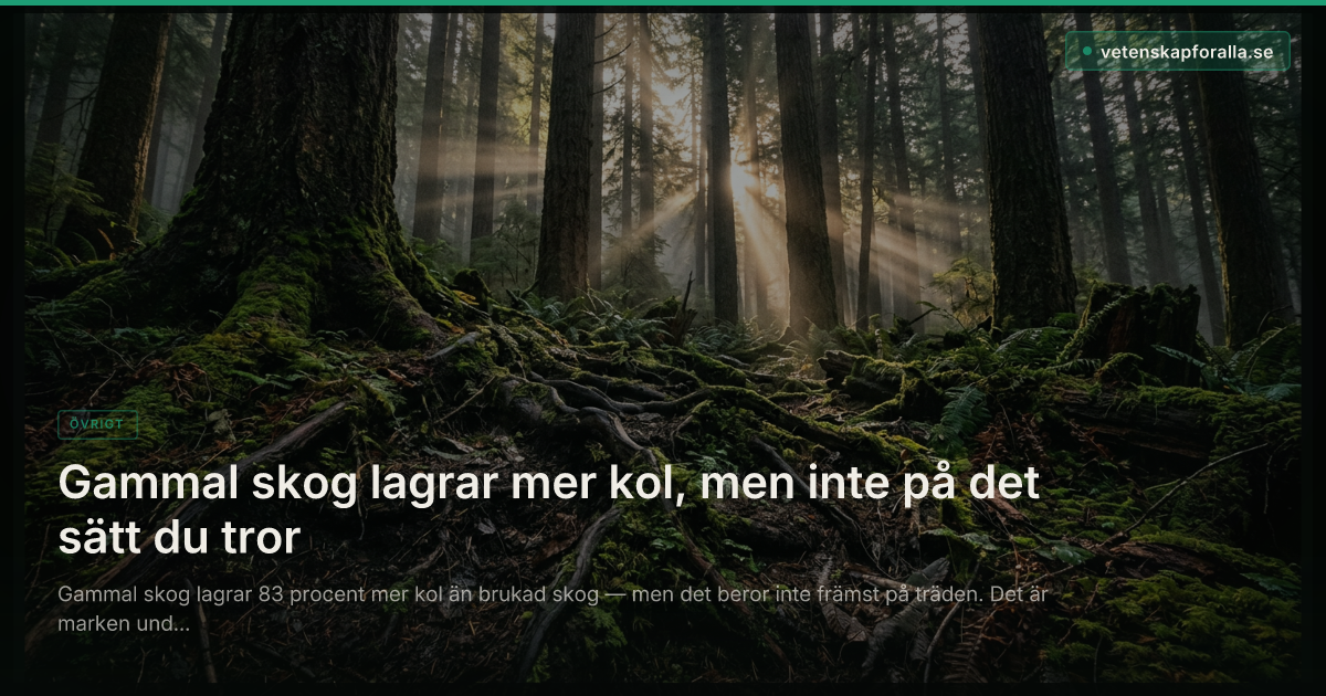 Gammal skog lagrar mer kol, men inte på det sätt du tror