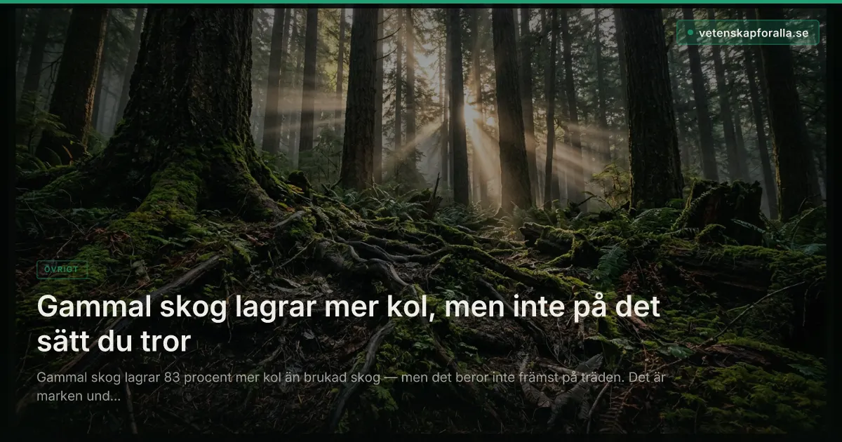 Gammal skog lagrar mer kol, men inte på det sätt du tror