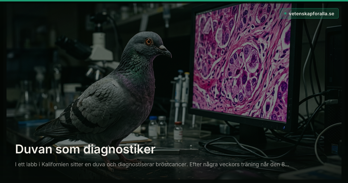 Duvan som diagnostiker
