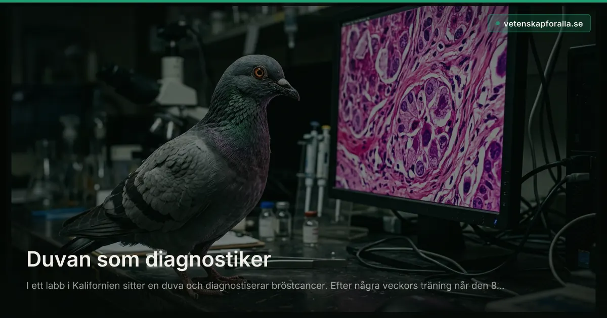 Duvan som diagnostiker